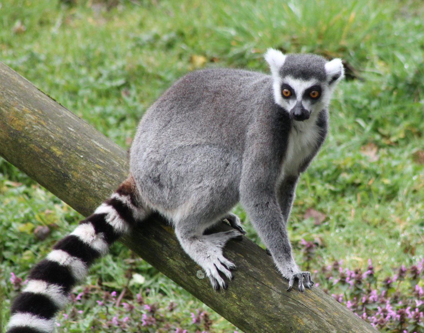 Ring-tailed lemur