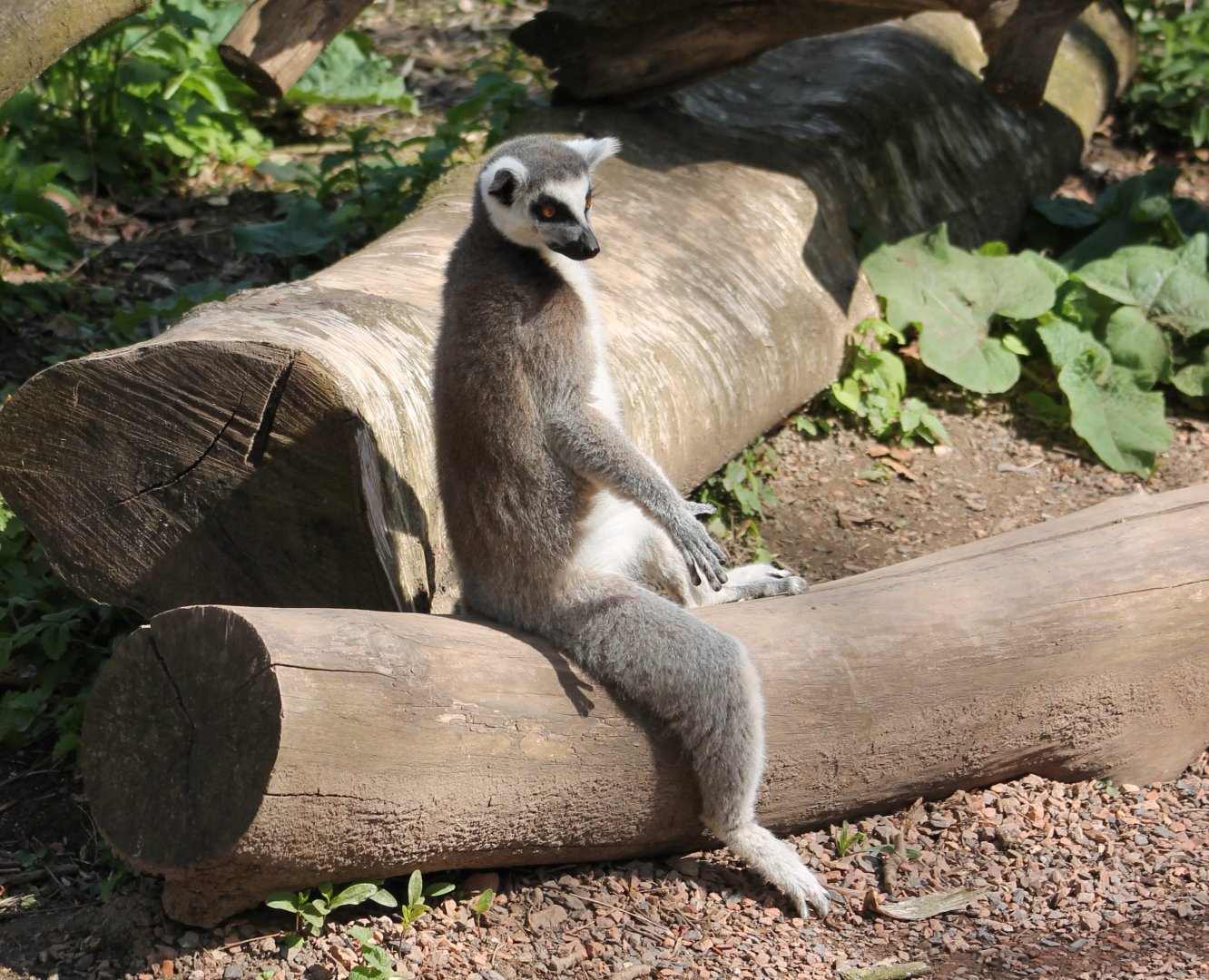 Ring-tailed lemur