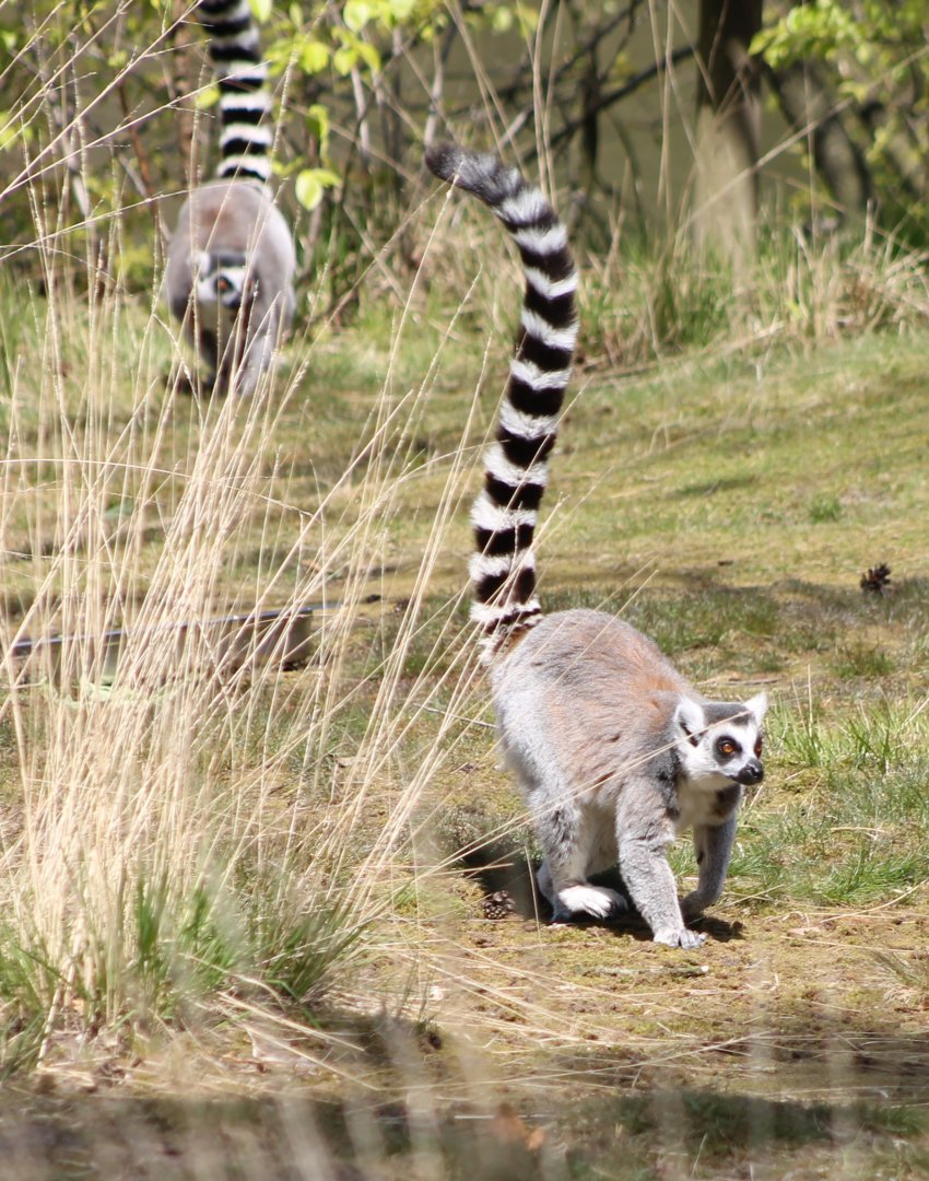 Ring-tailed lemur