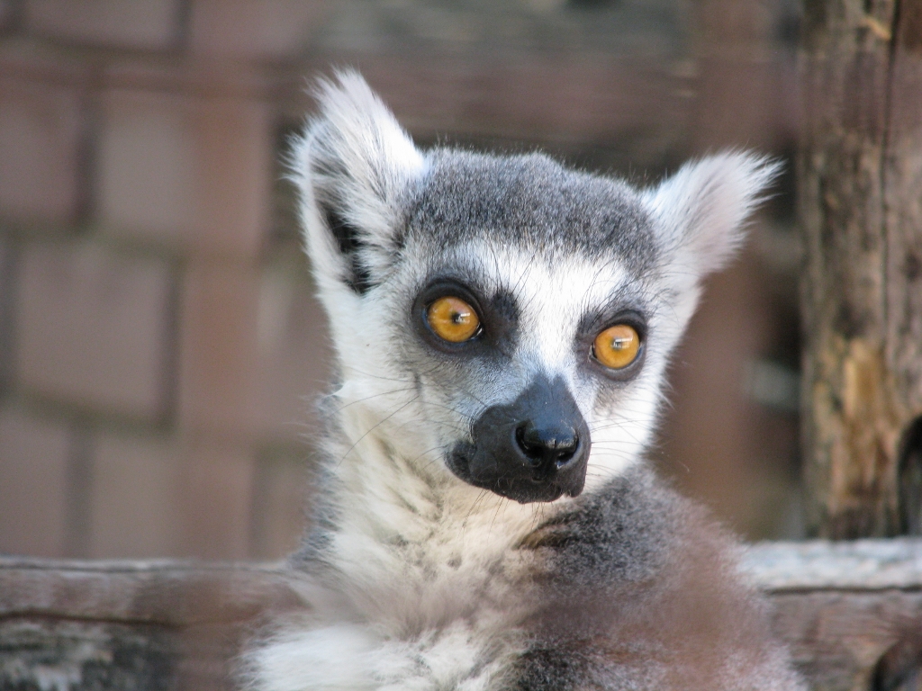Ring-tailed Lemur