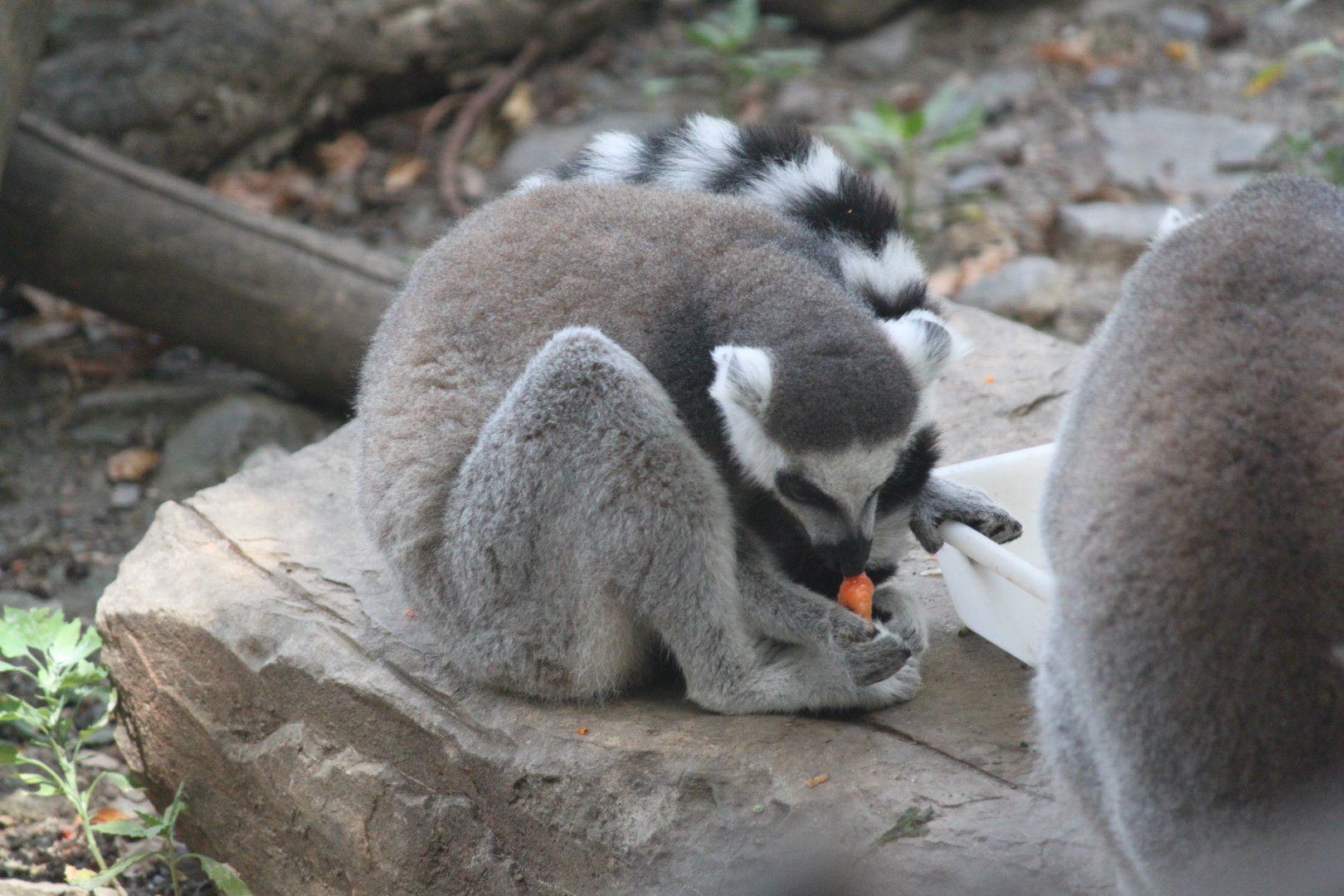 Ring-tailed lemur