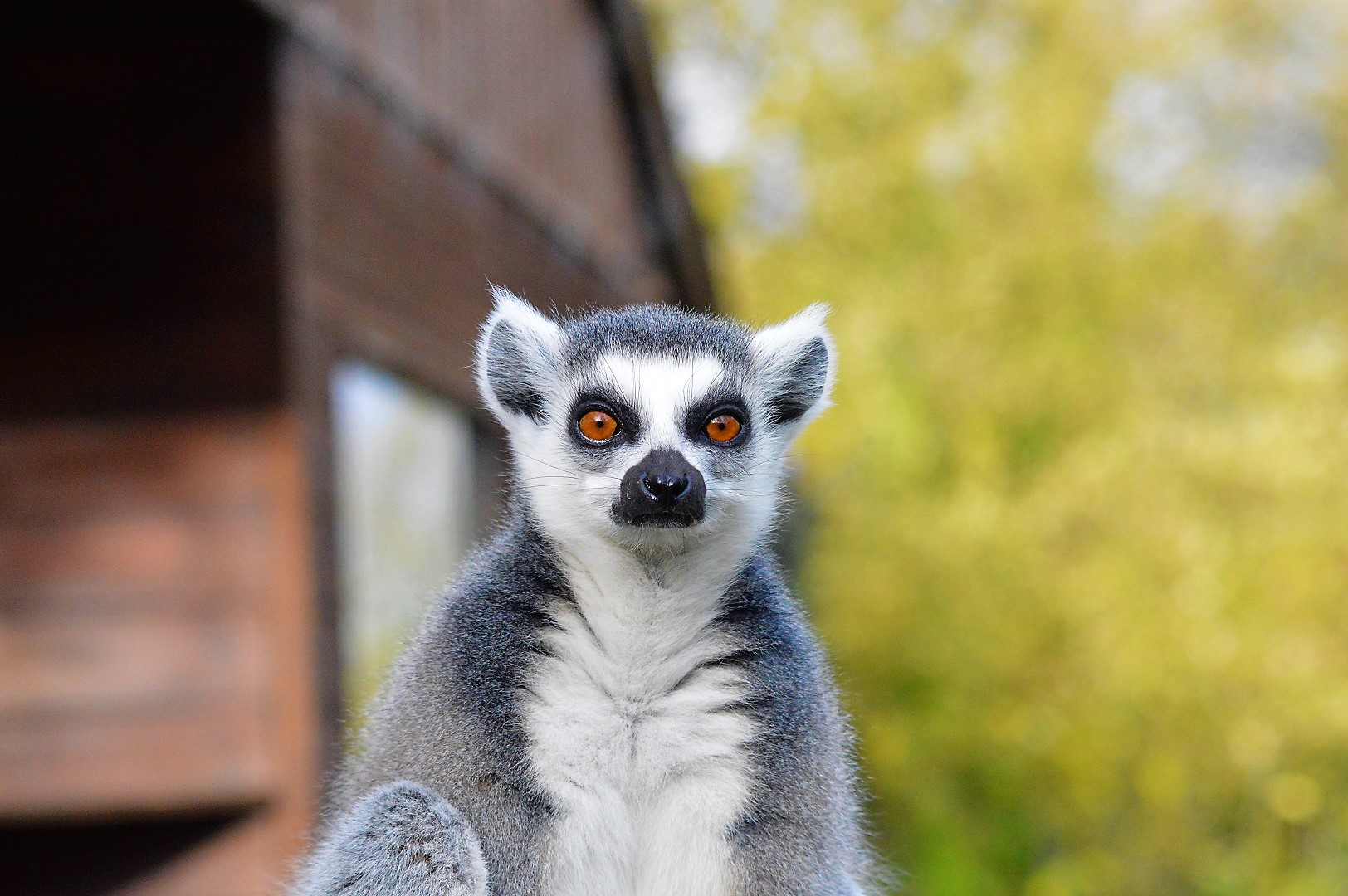Ring-tailed lemur