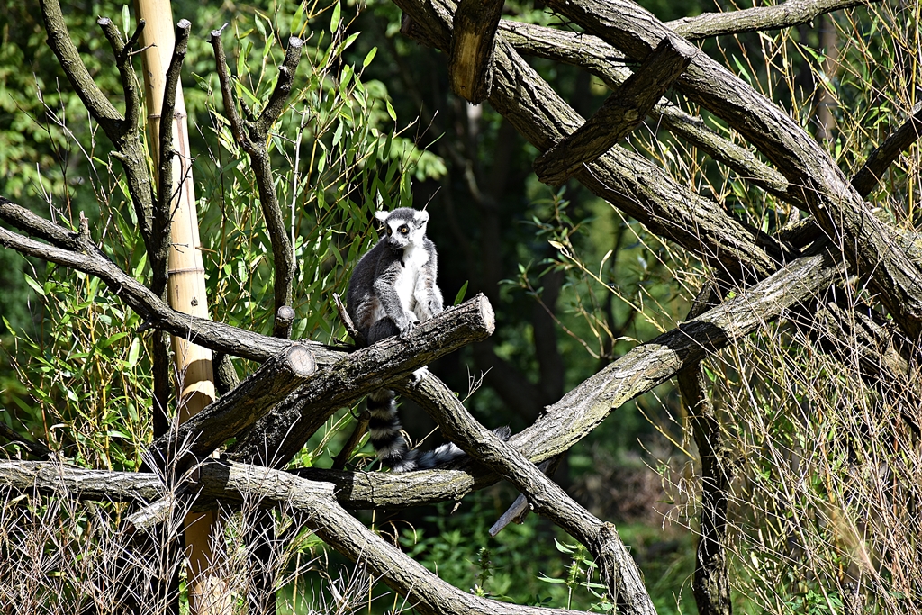Ring-tailed lemur