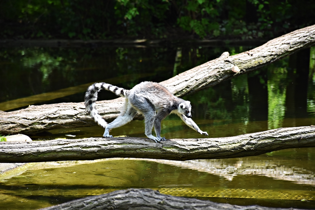 Ring-tailed lemur