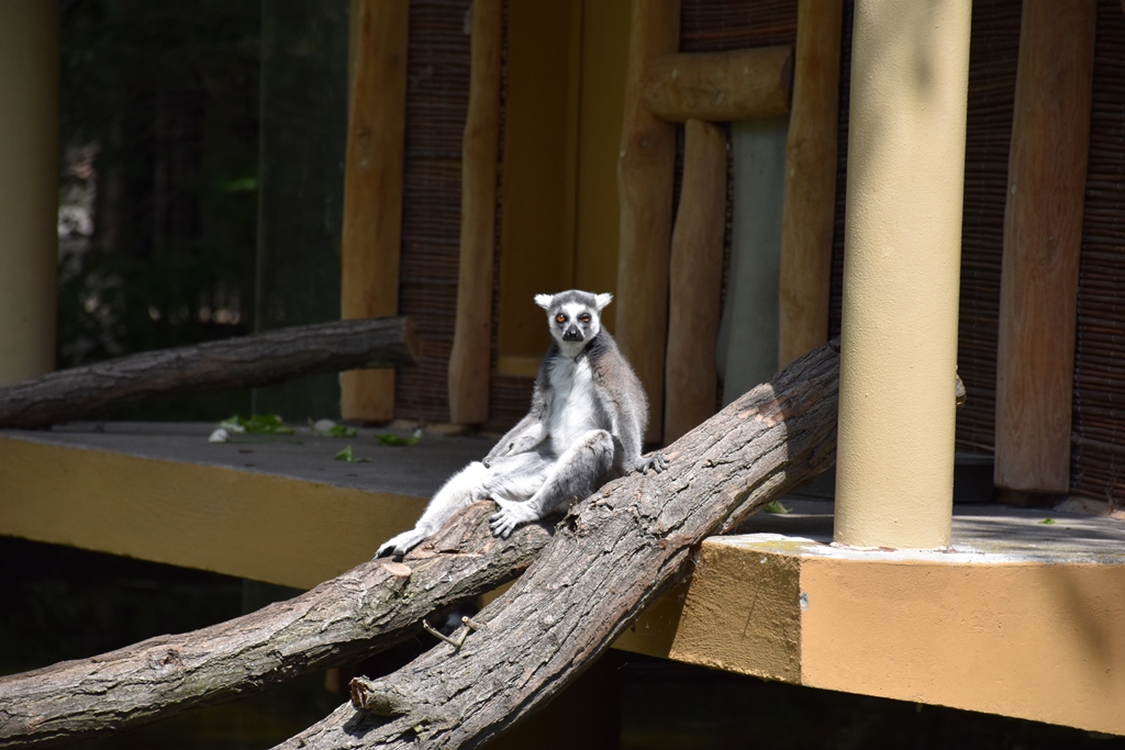 Ring-tailed lemur