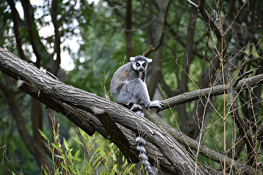 Ring-tailed lemur