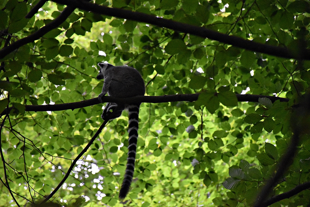 Ring-tailed lemur