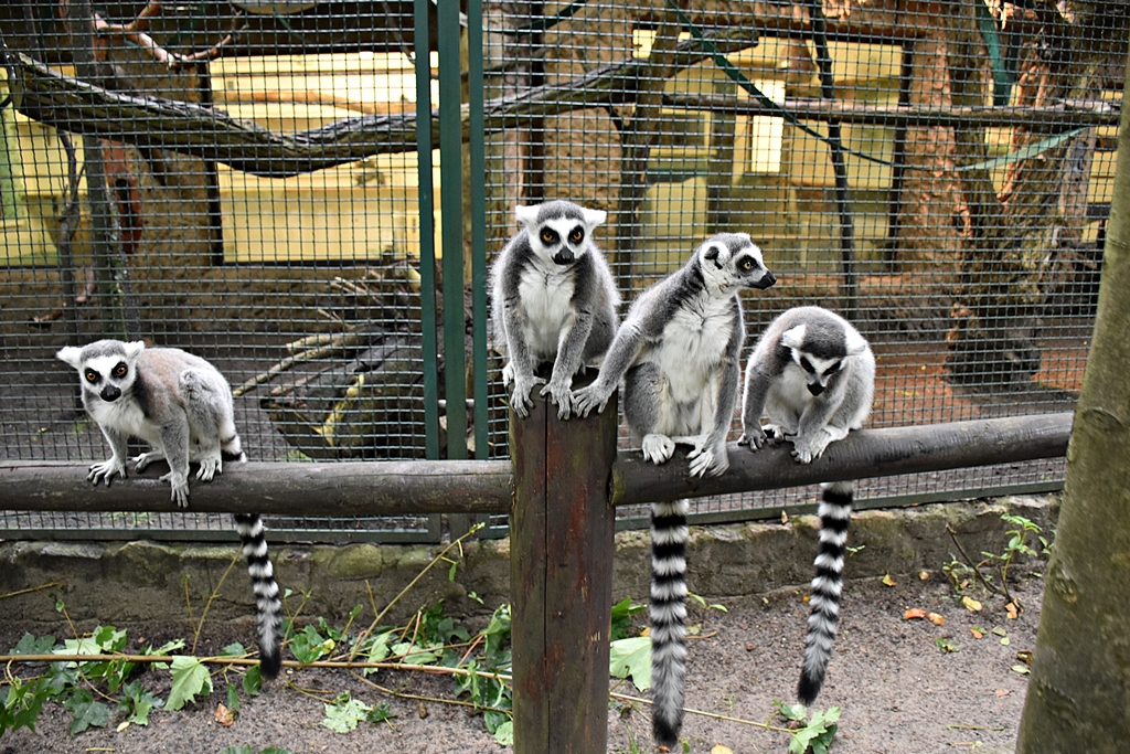 Ring-tailed lemur