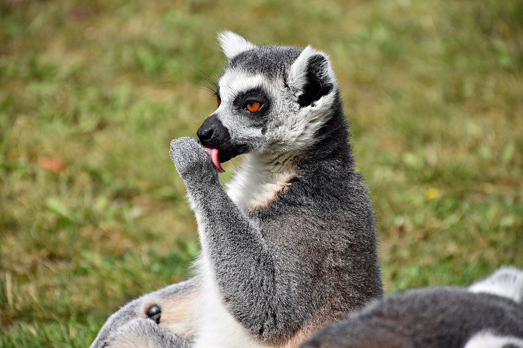 Ring-tailed lemur