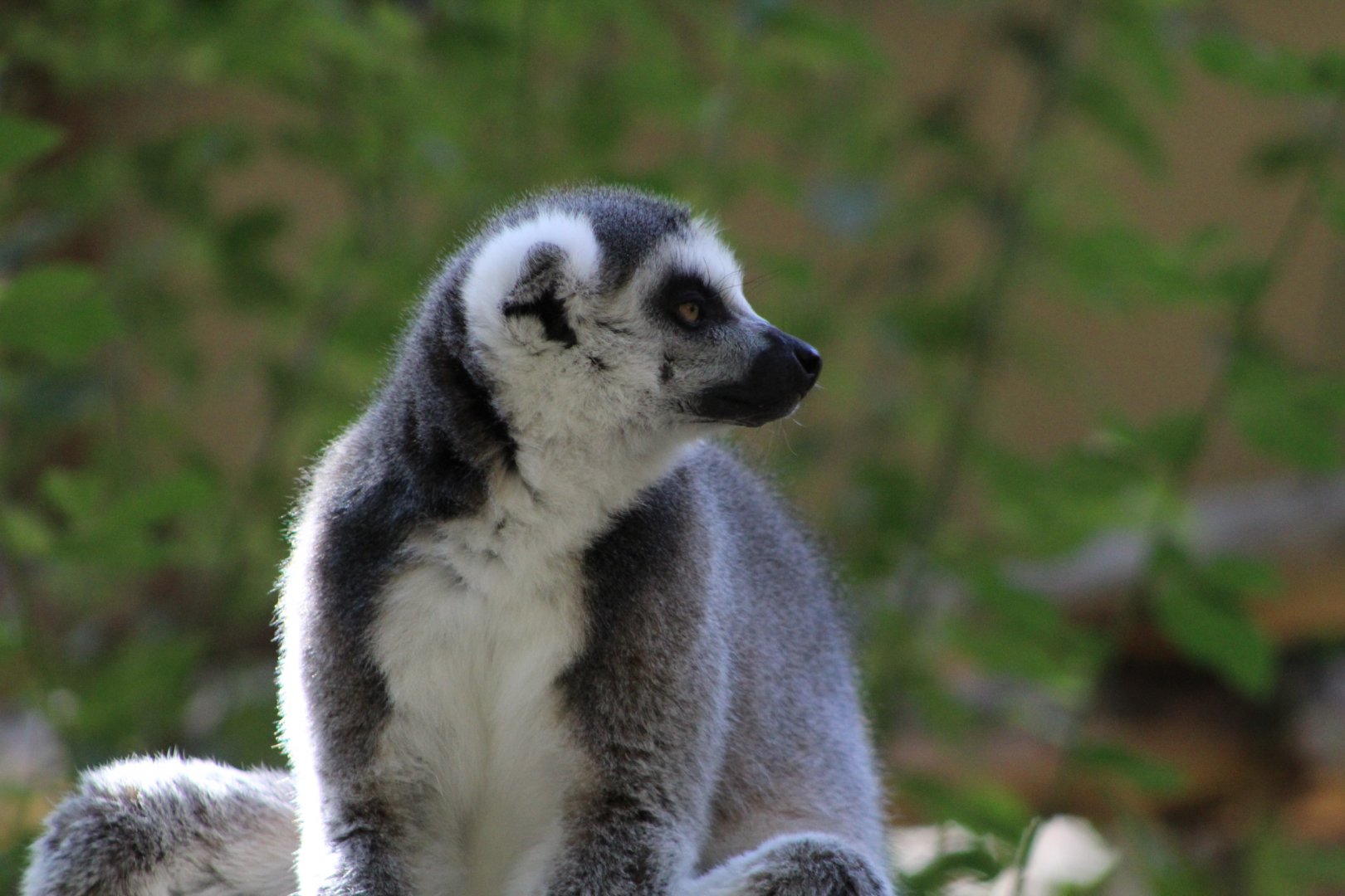 Ring-tailed Lemur