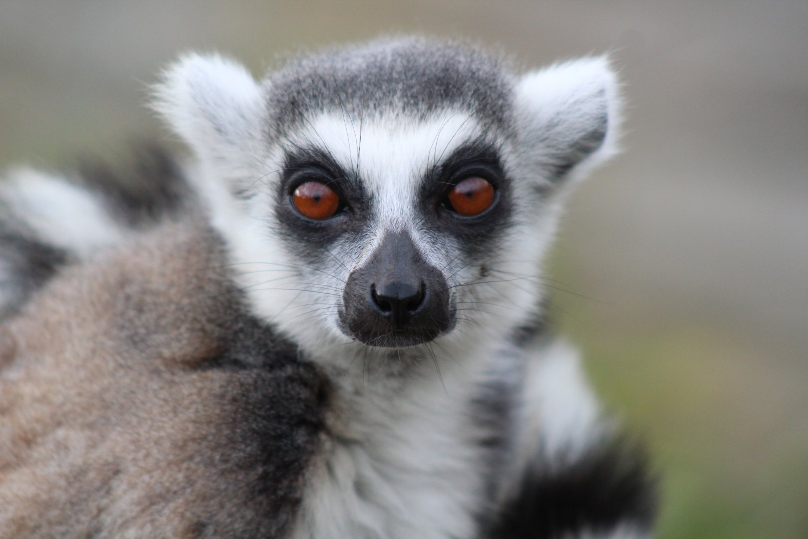 Ring Tailed Lemur