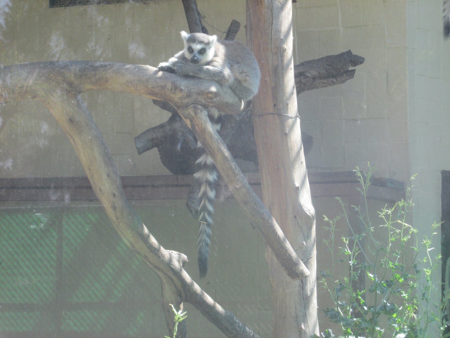 ring tailed lemur