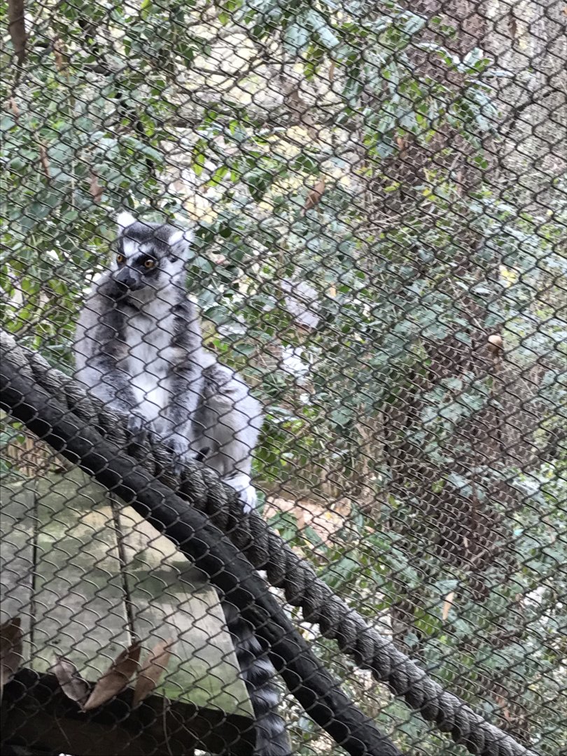 Ring-tailed lemur