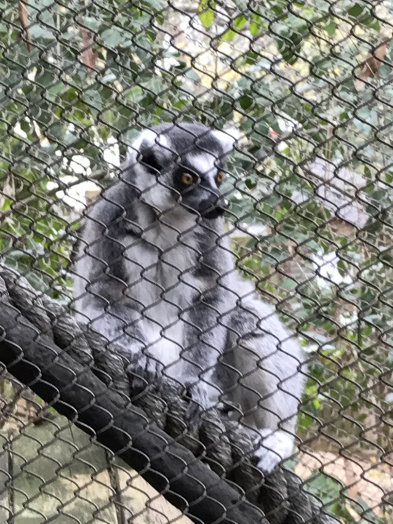 Ring-tailed lemur