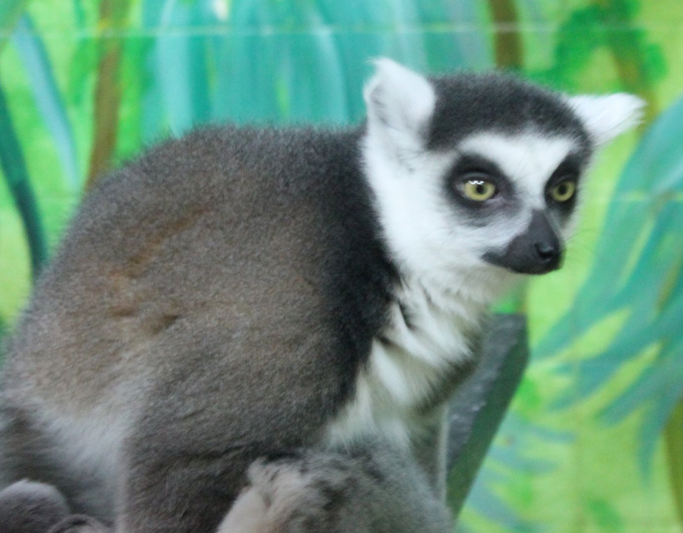 Ring-tailed lemur