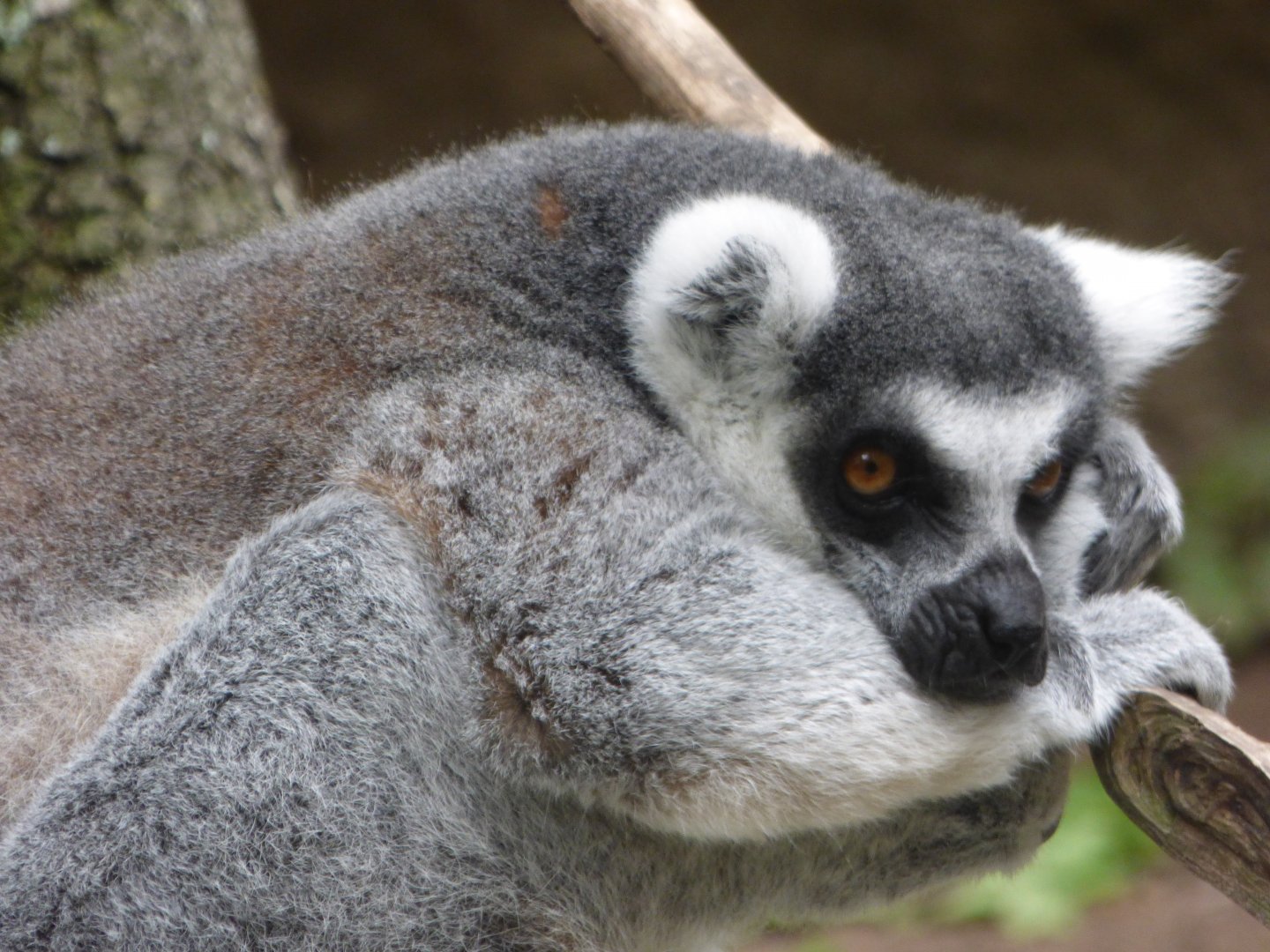 Ring-Tailed Lemur
