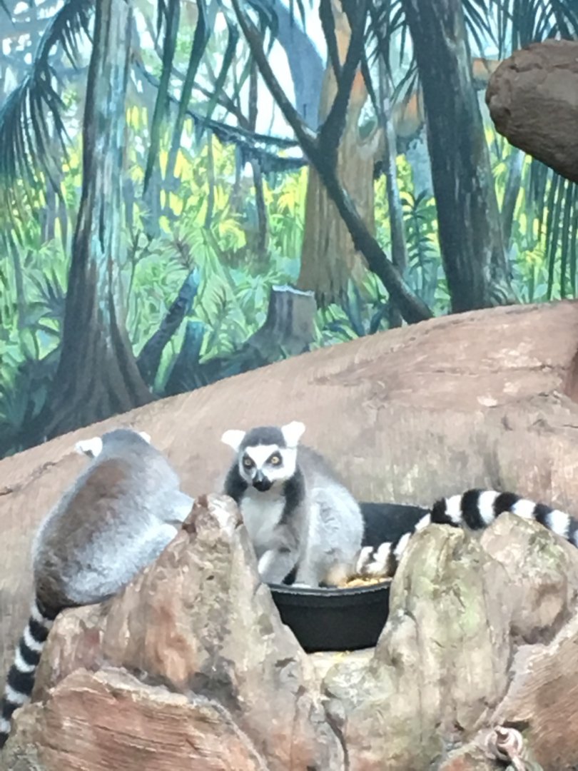 Ring-tailed Lemur