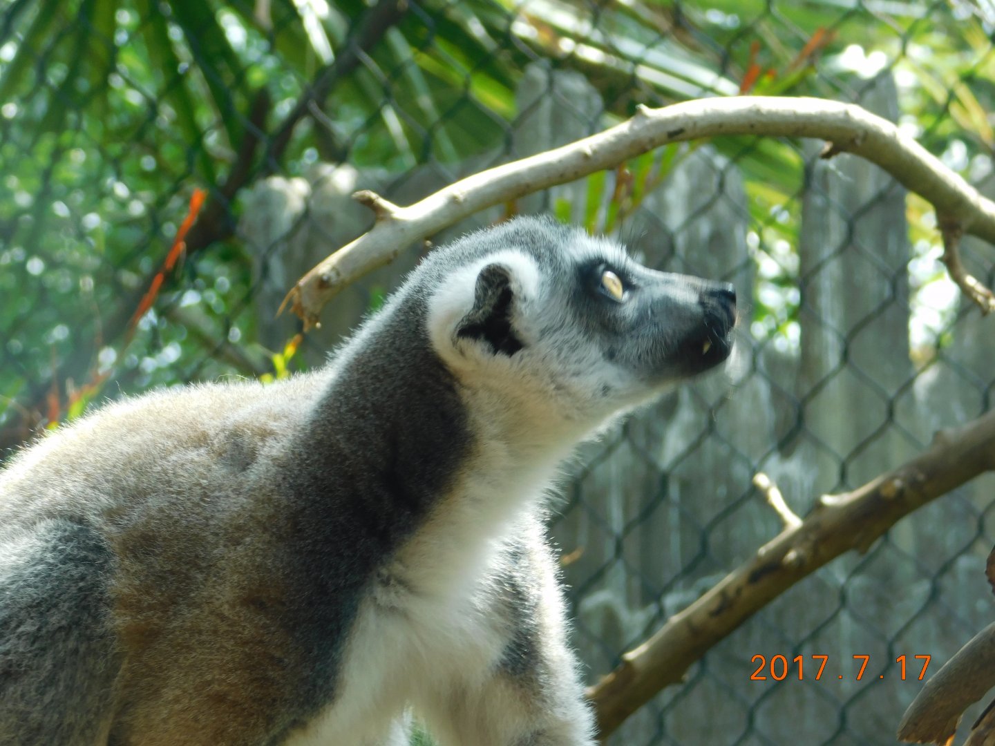 Ring-Tailed Lemur