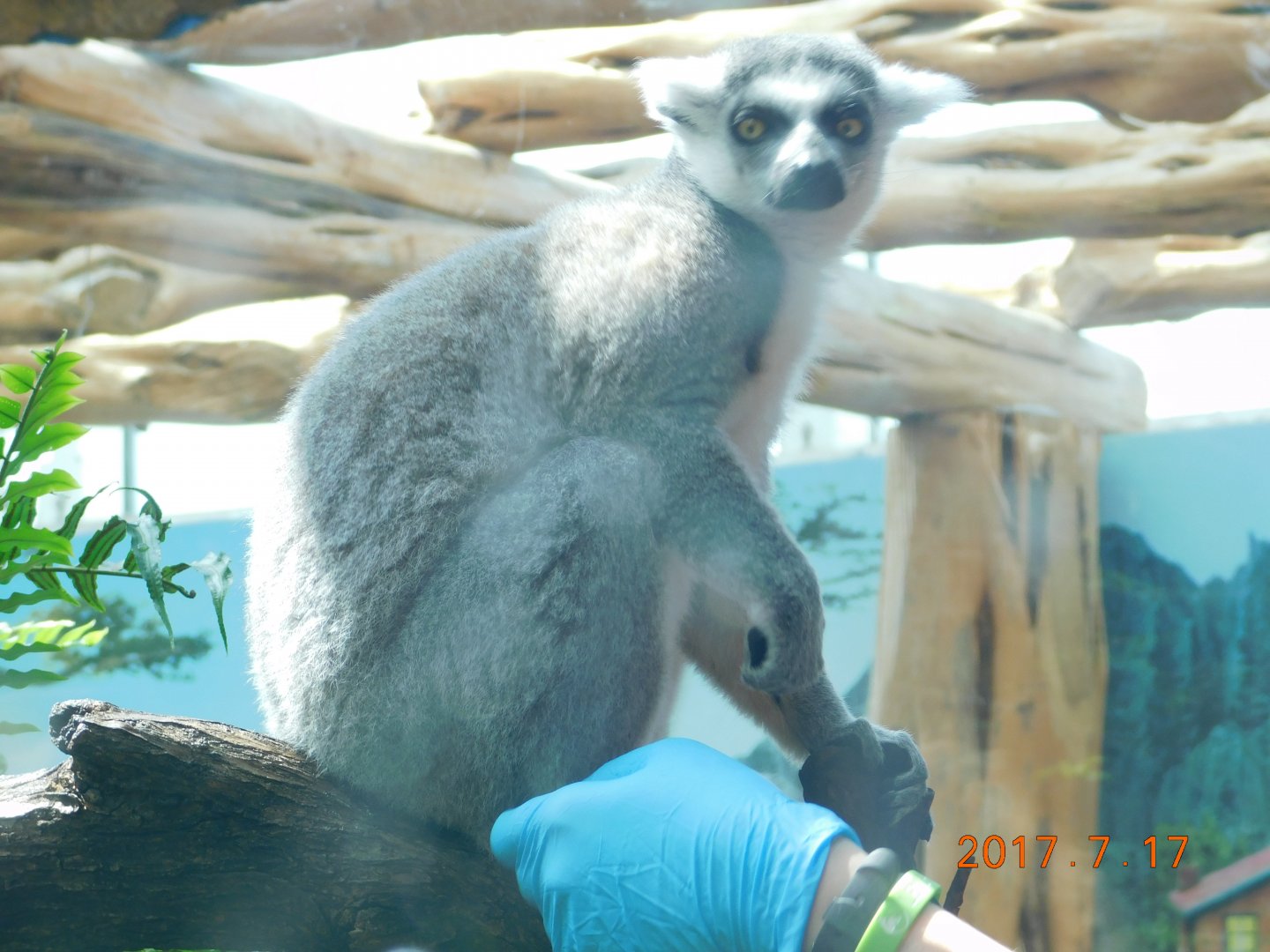Ring-Tailed Lemur