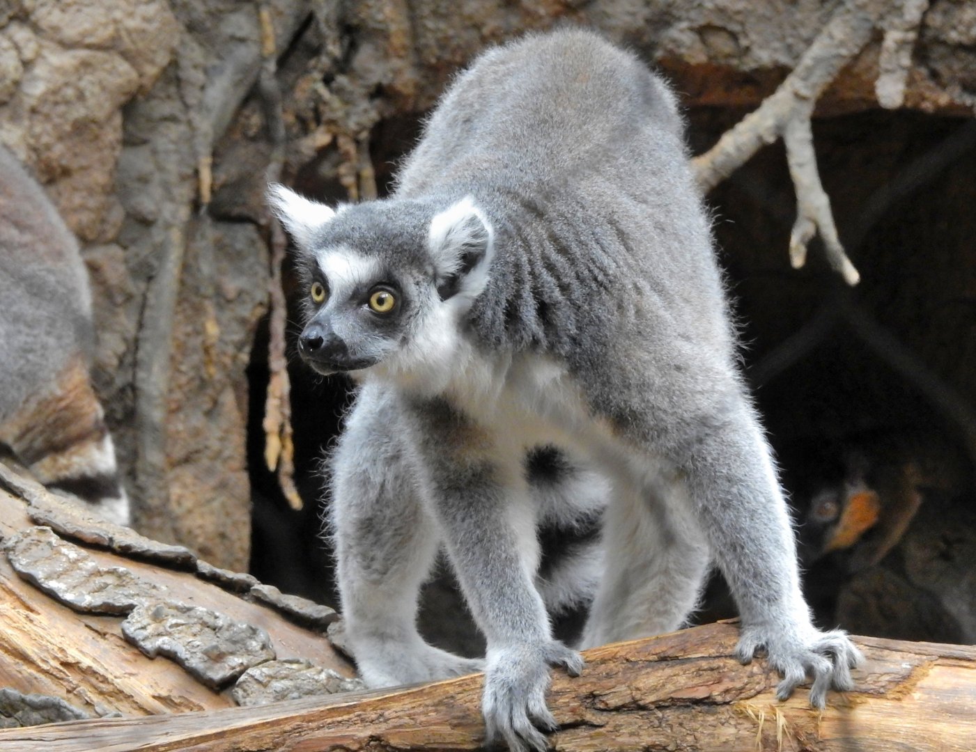 Ring Tailed Lemur