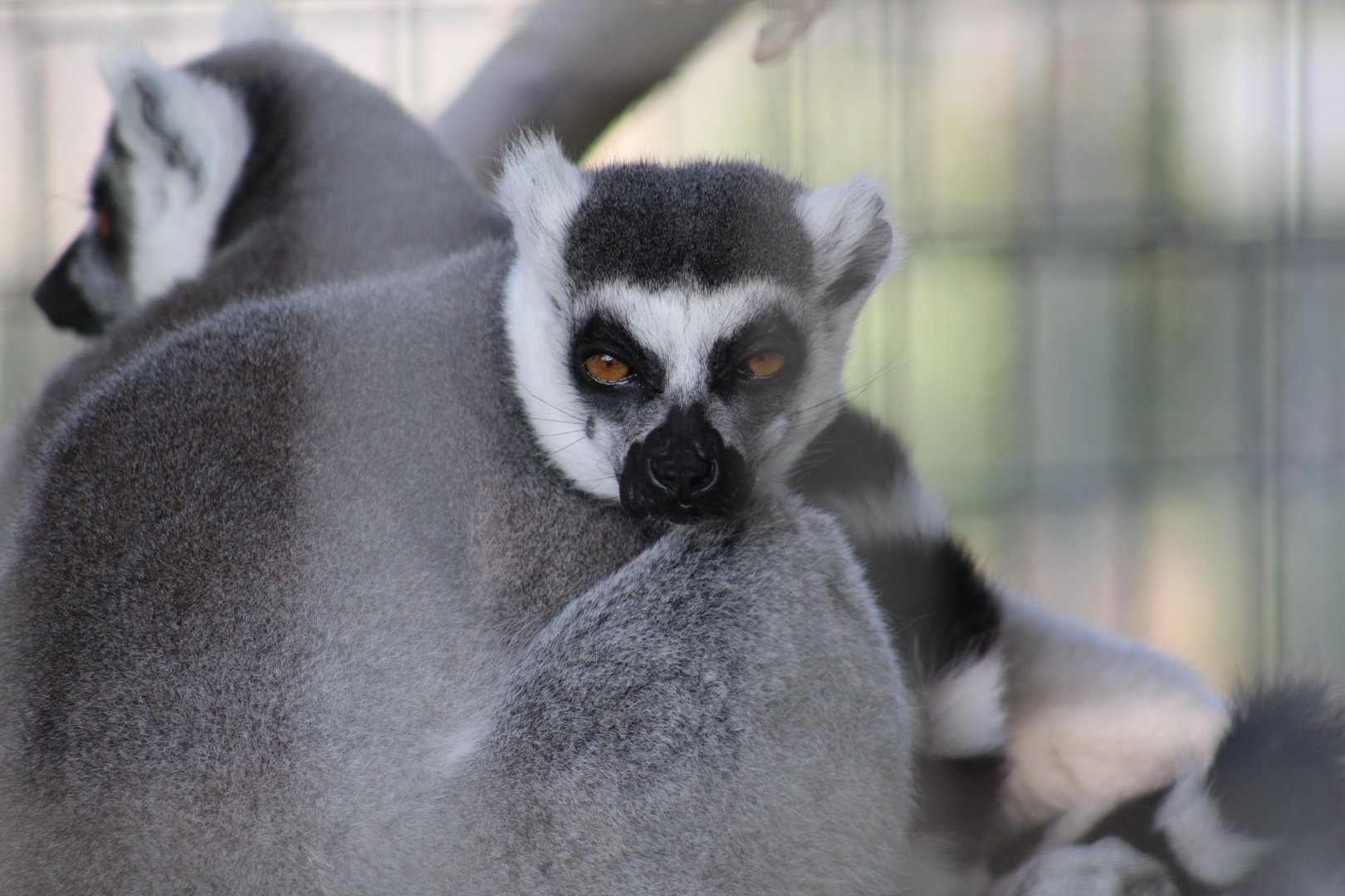 Ring-Tailed Lemur