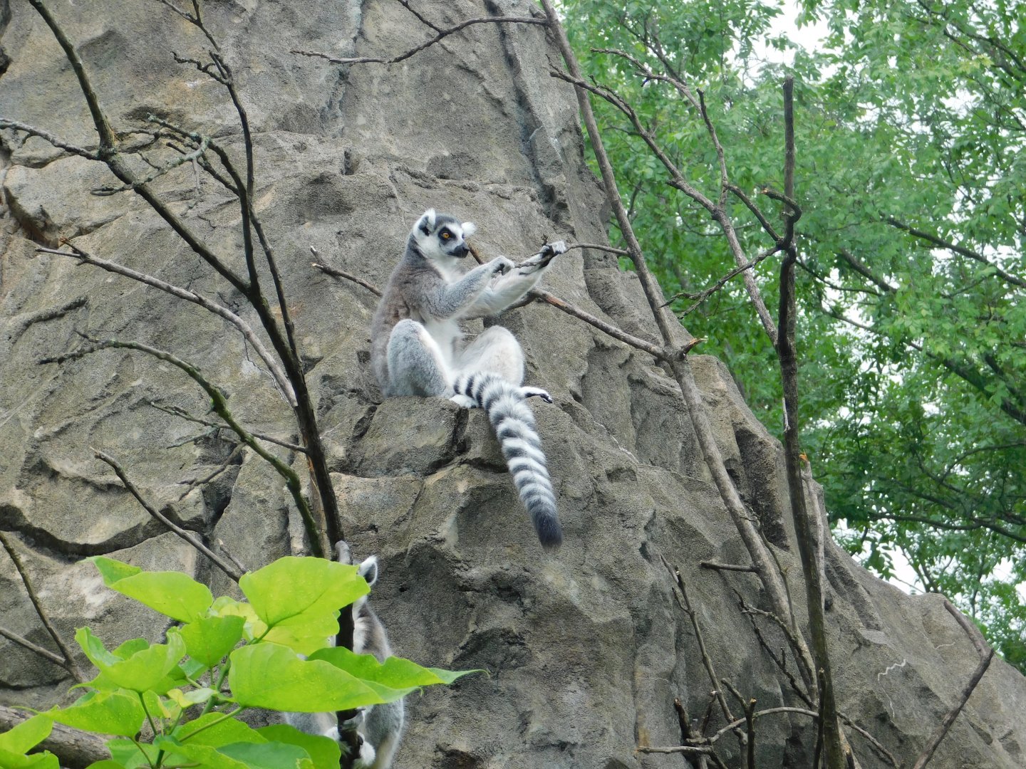 Ring-Tailed Lemur