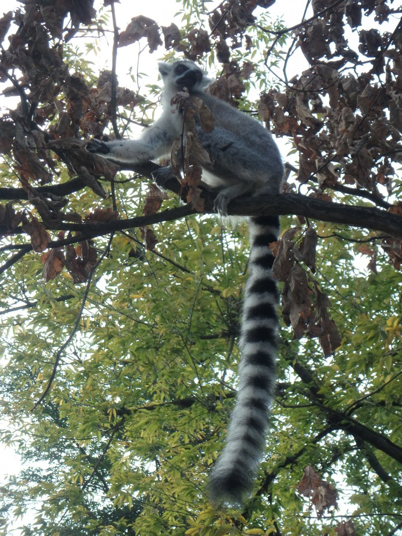 Ring-tailed lemur