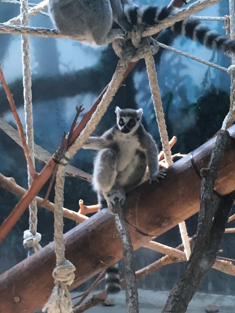 Ring-Tailed Lemur
