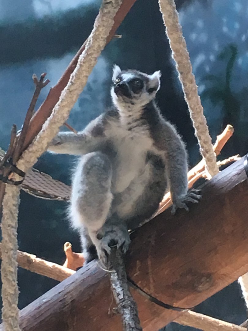 Ring-Tailed Lemur