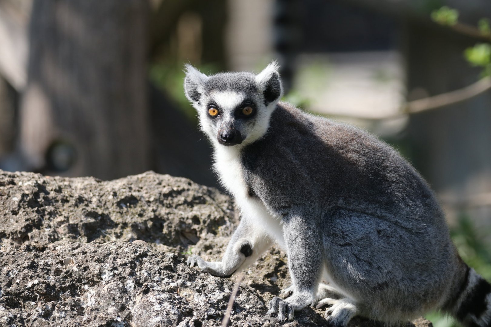 Ring-tailed lemur