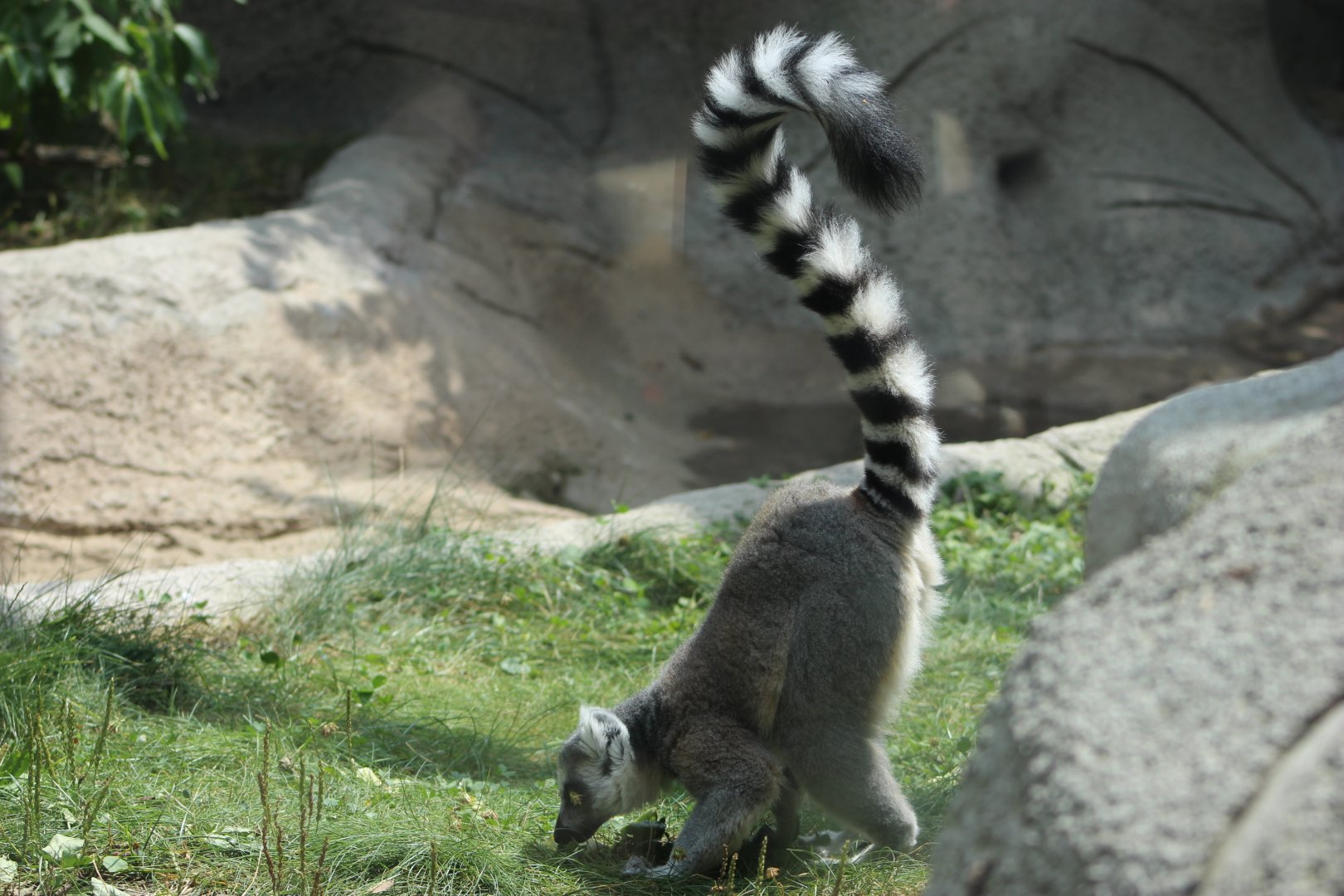 Ring-Tailed Lemur