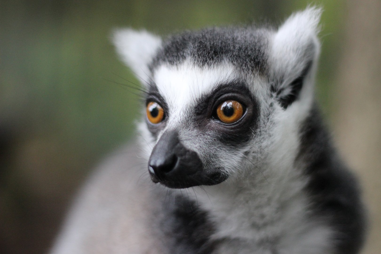 Ring Tailed Lemur