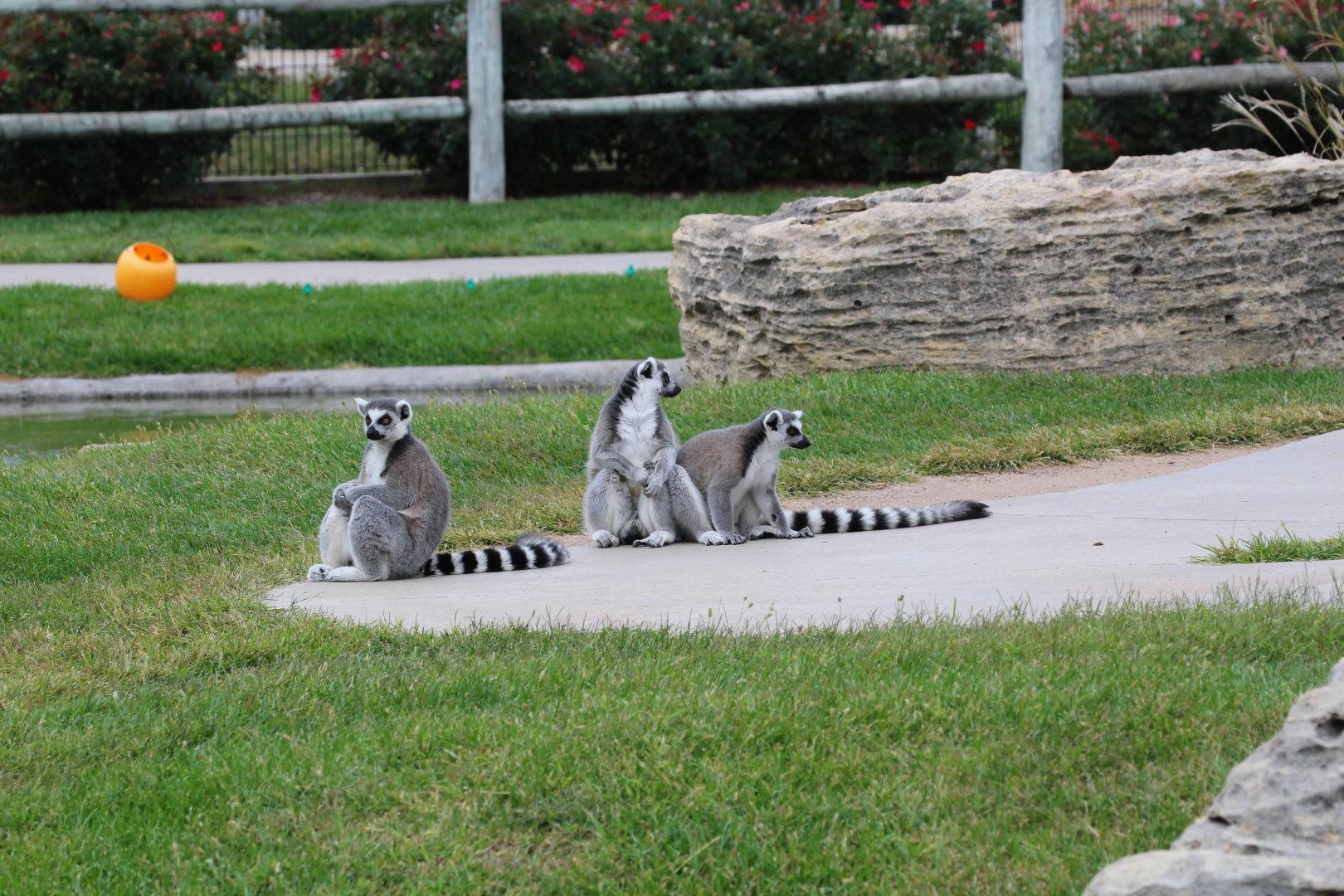 Ring-tailed Lemur