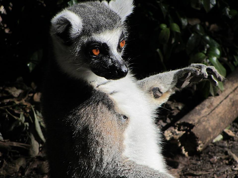 Ring-tailed Lemur