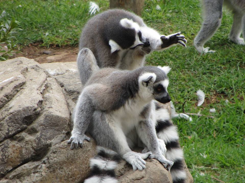 Ring-tailed Lemur