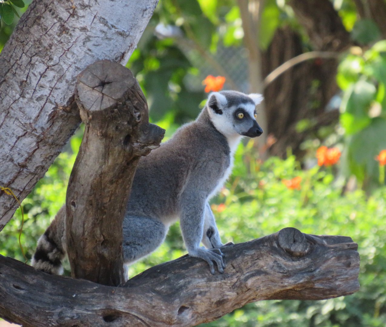 Ring-tailed lemur