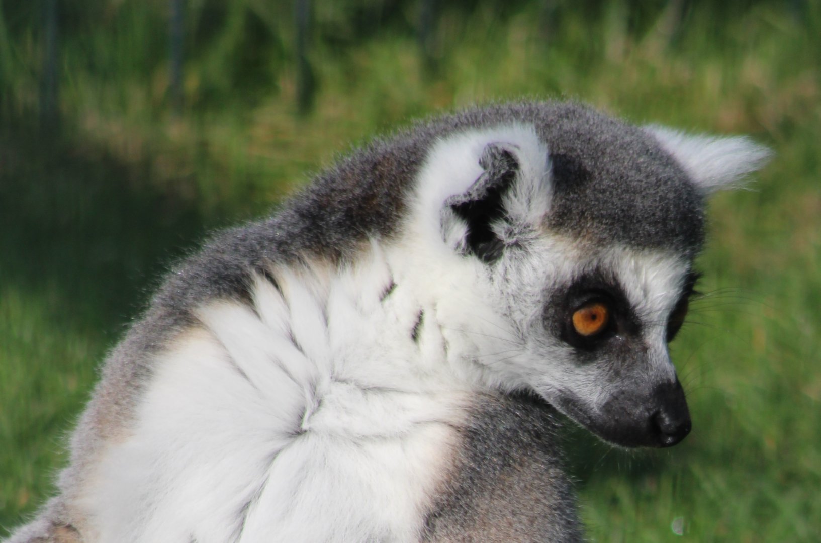 Ring-tailed lemur
