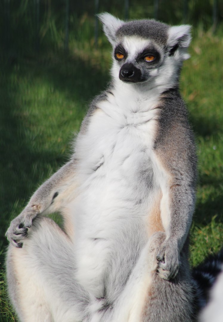 Ring-tailed lemur