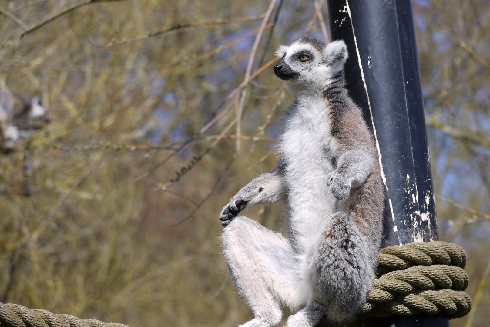 Ring-Tailed Lemur