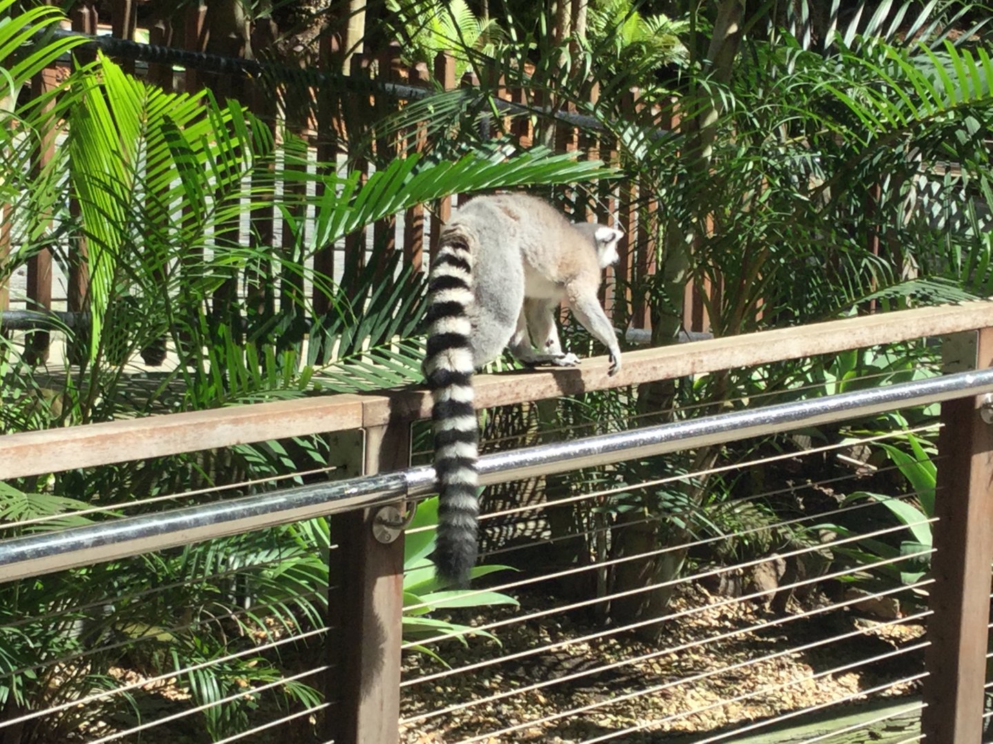 Ring Tailed Lemur