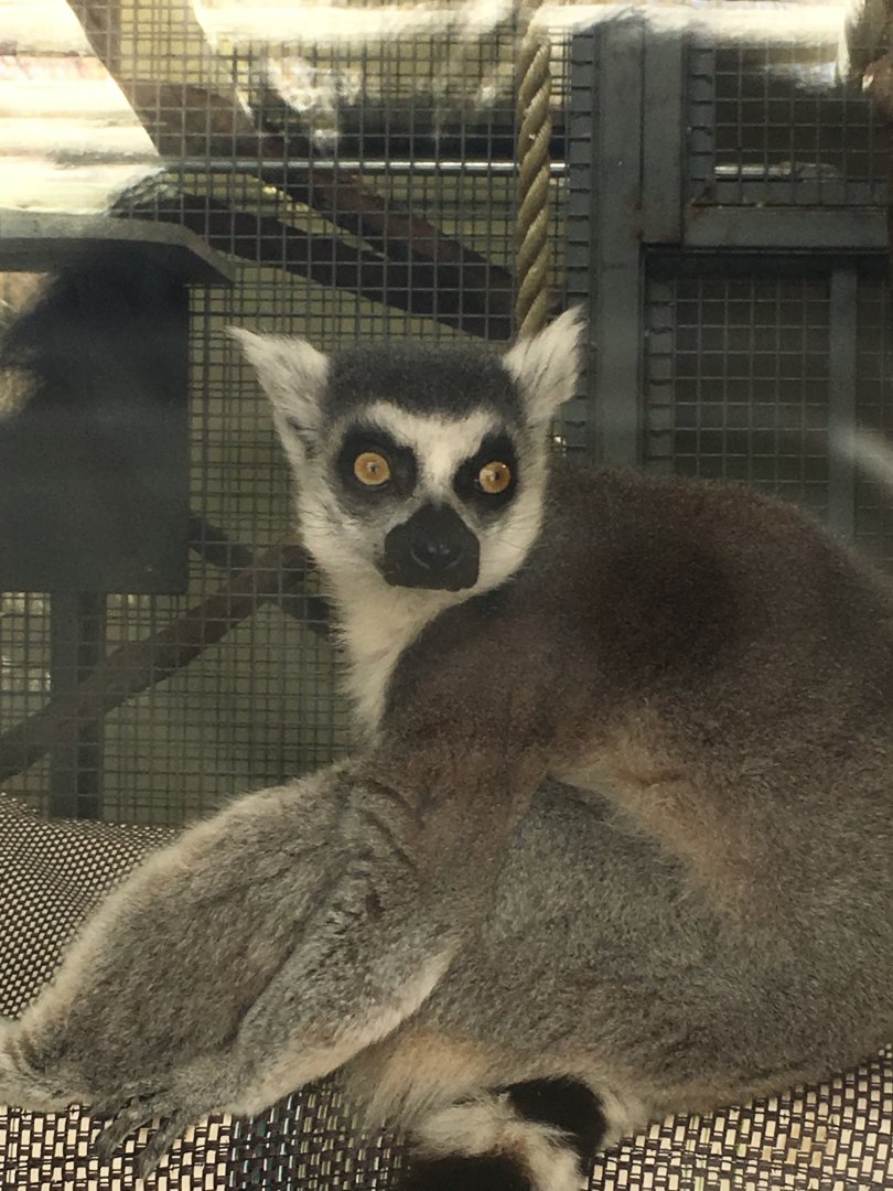 Ring-tailed Lemur
