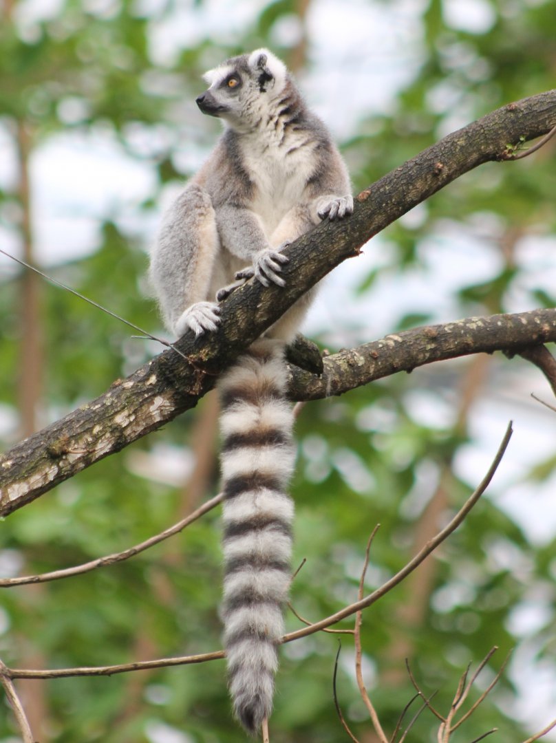 Ring-tailed lemur