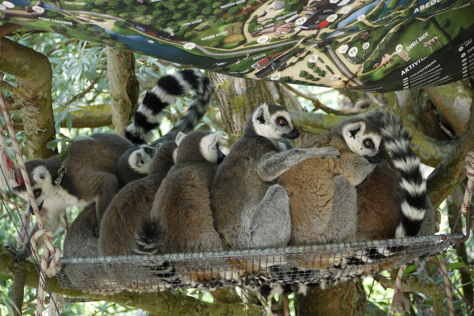 Ring-Tailed Lemur