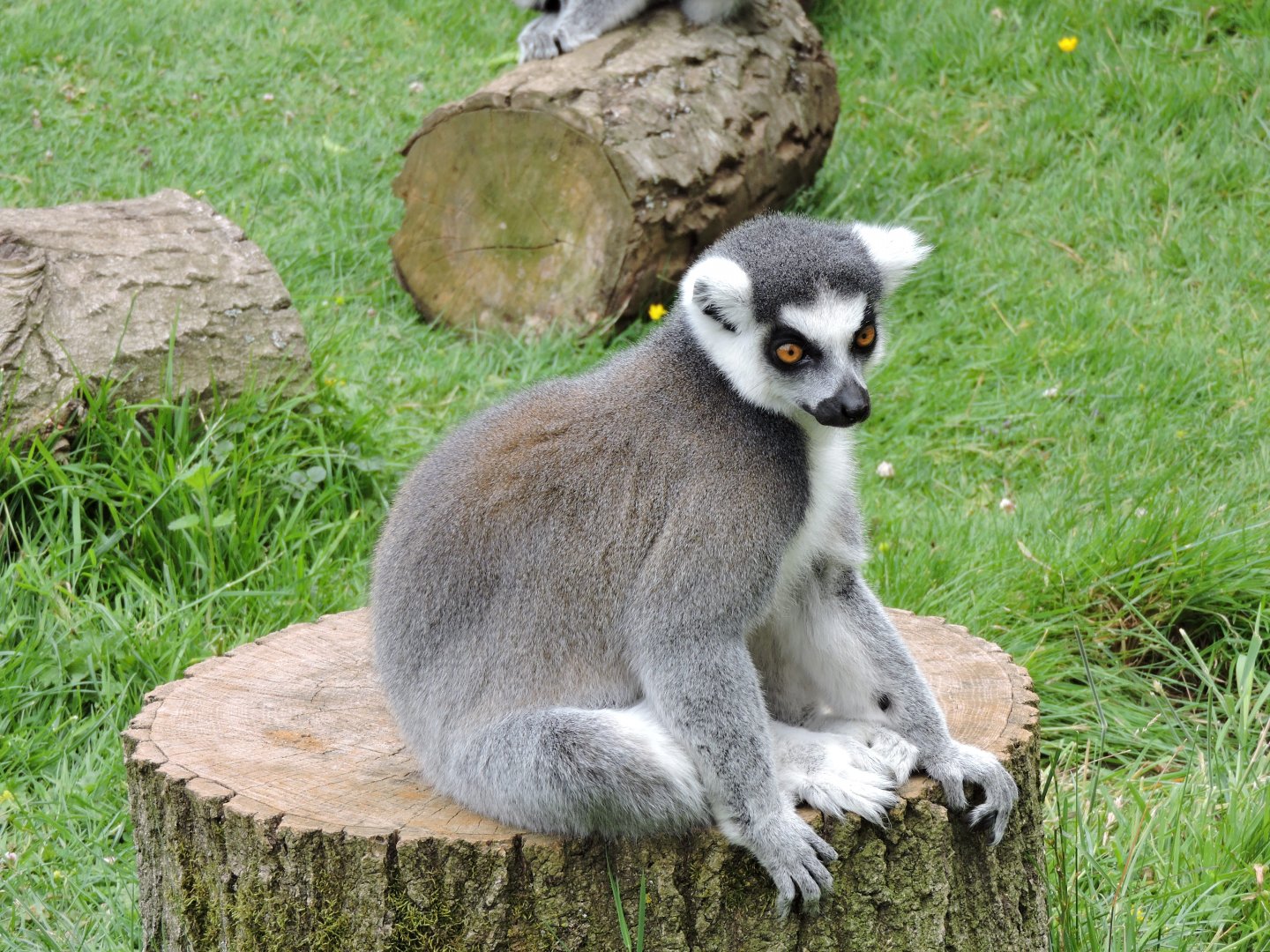 Ring Tailed Lemur