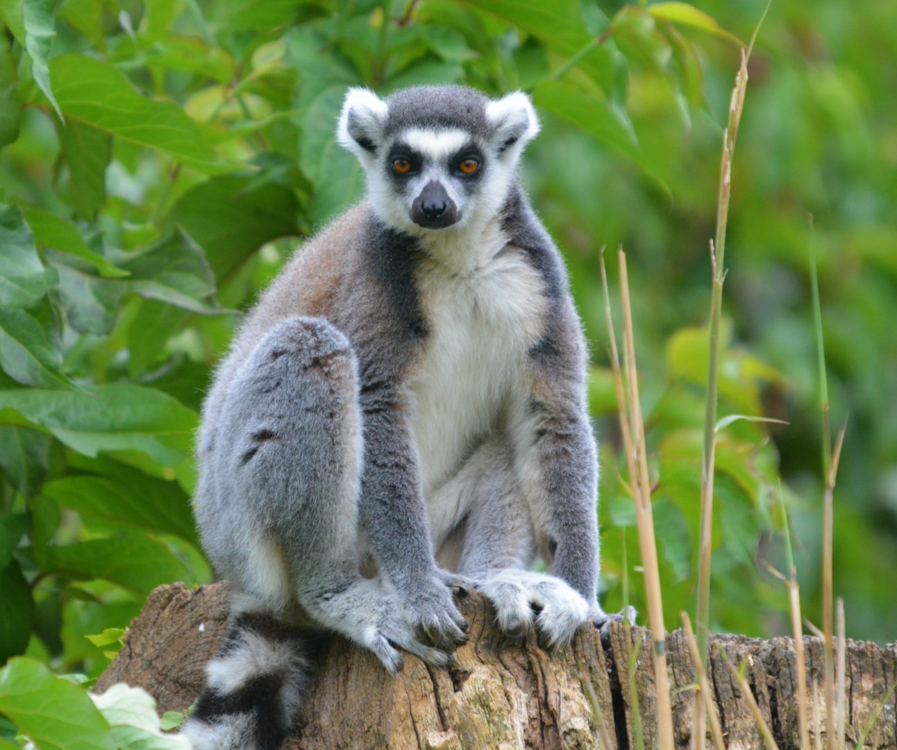 ring tailed lemur