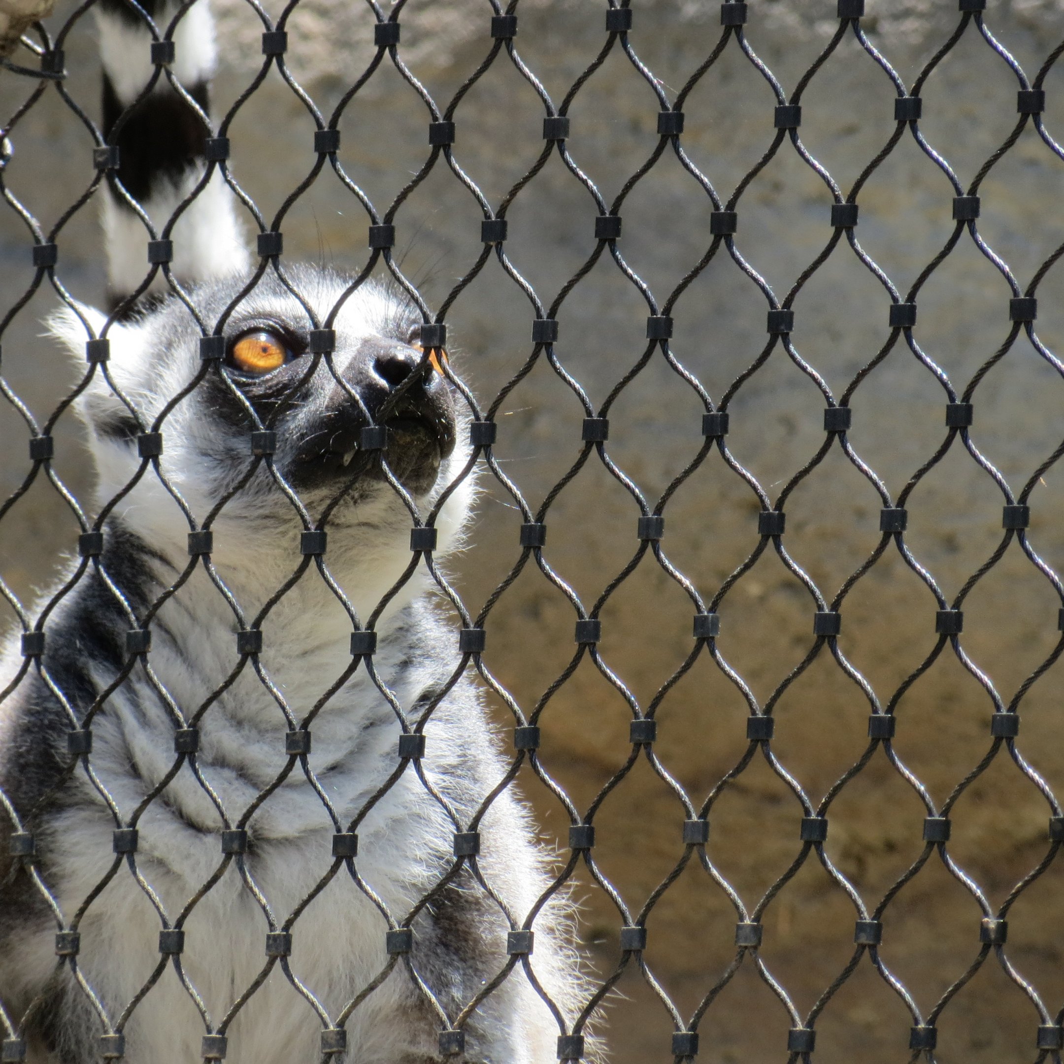 Ring-Tailed Lemur