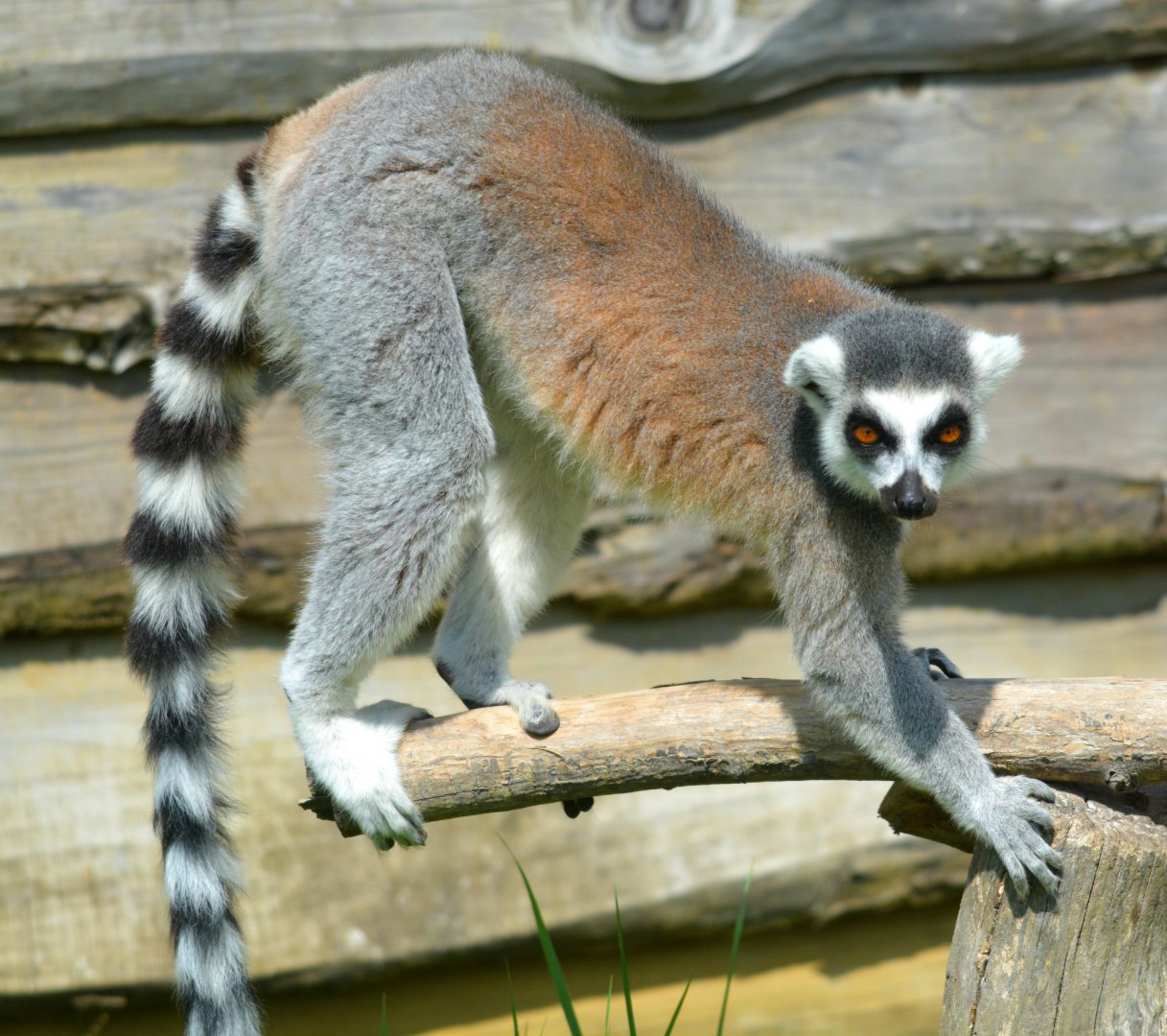 Ring Tailed Lemur