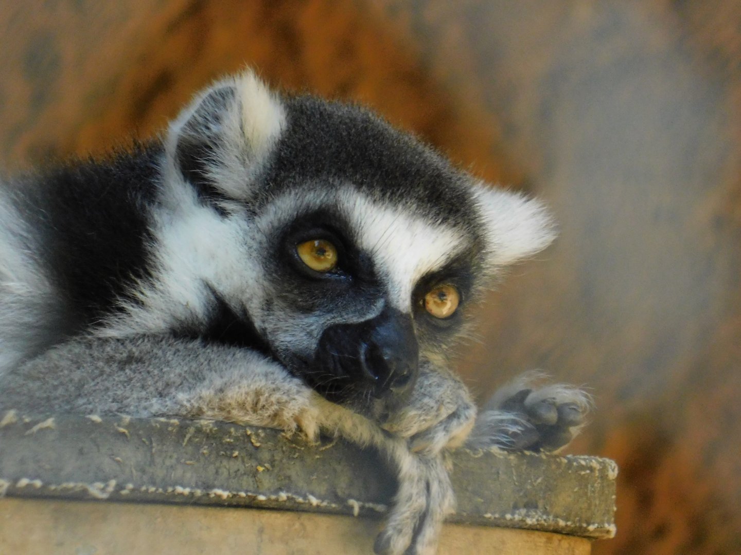 Ring Tailed Lemur
