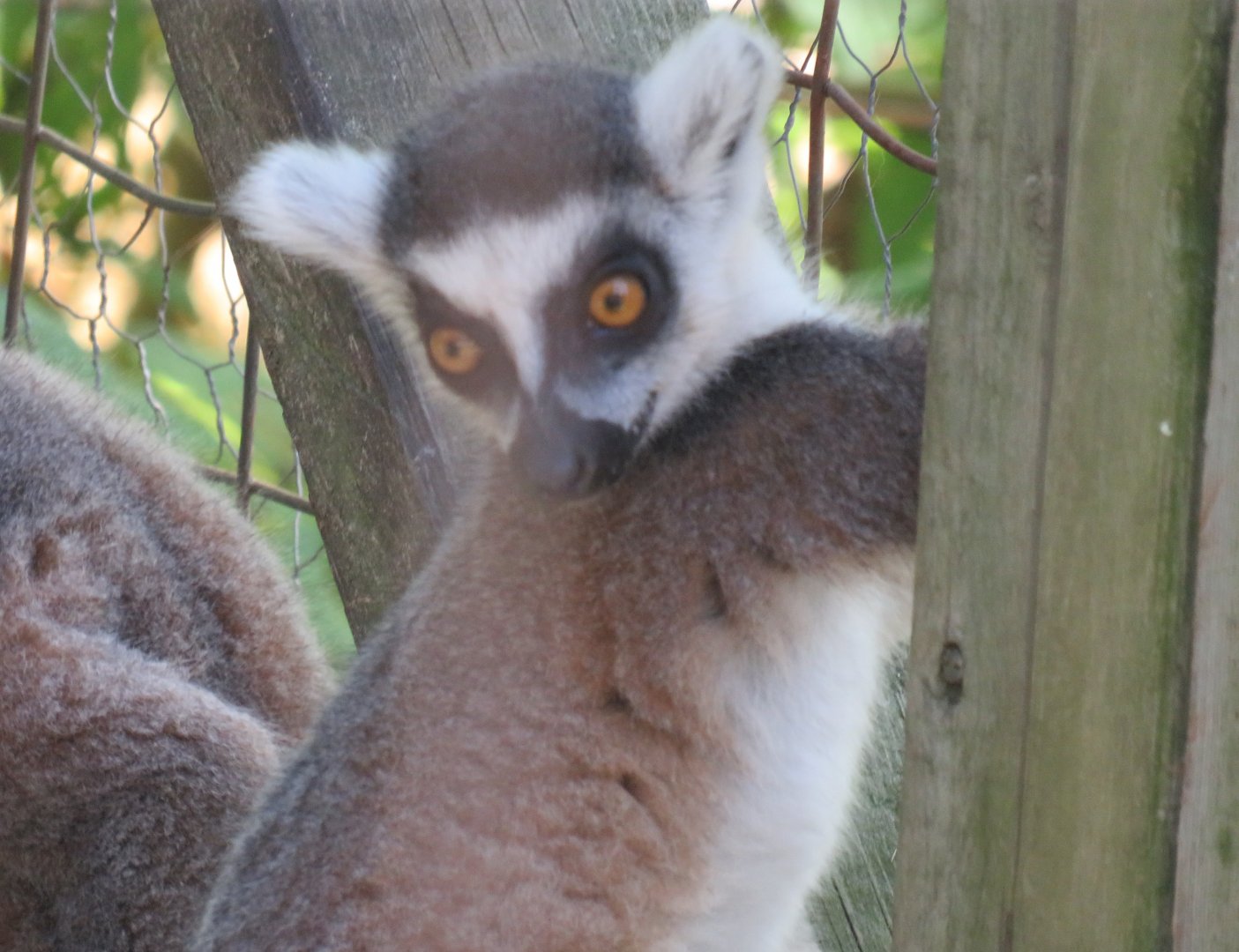Ring-tailed lemur