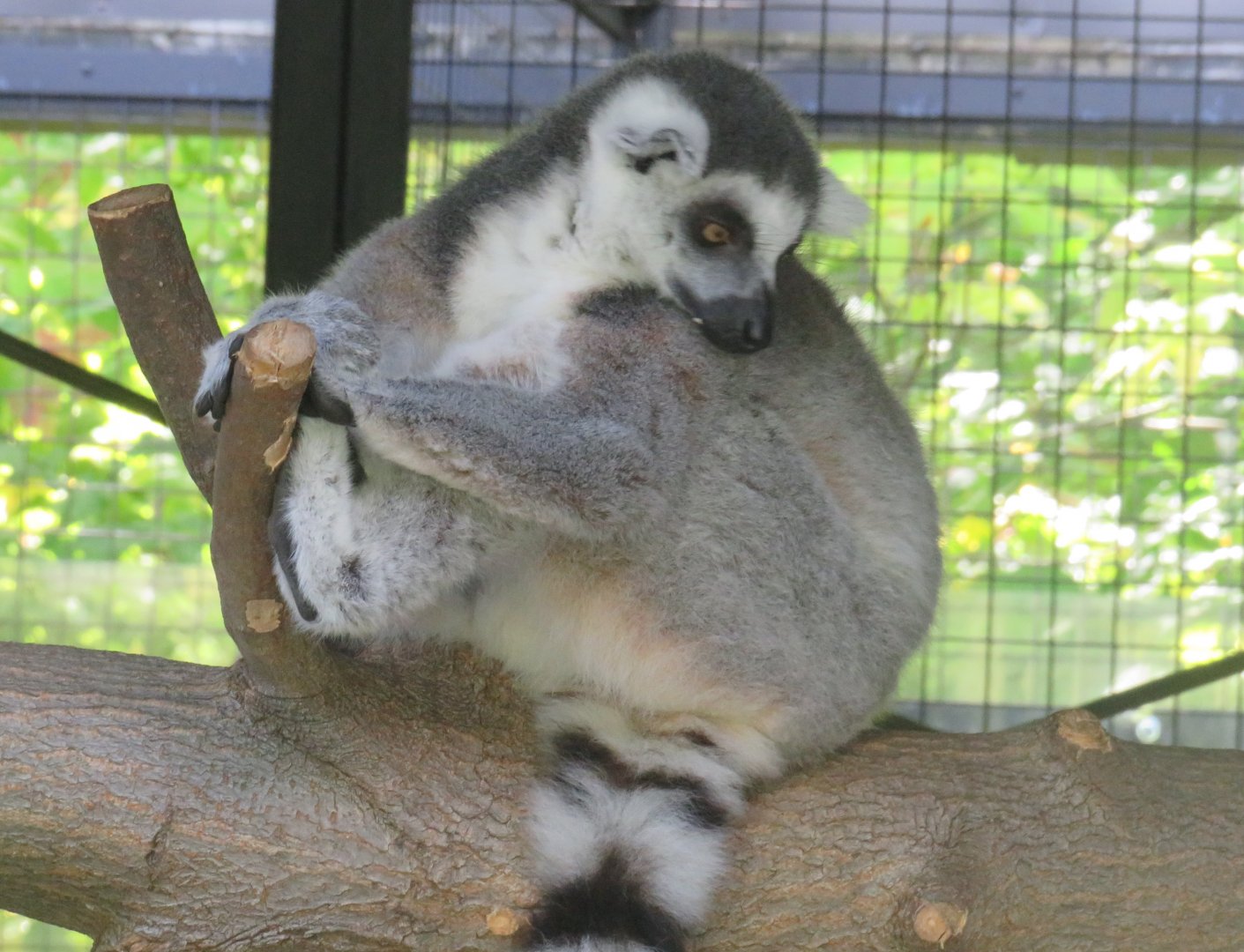 Ring-tailed lemur